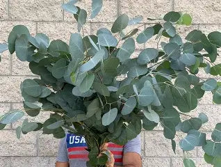 Eucalyptus Silver Dollar - Greenery