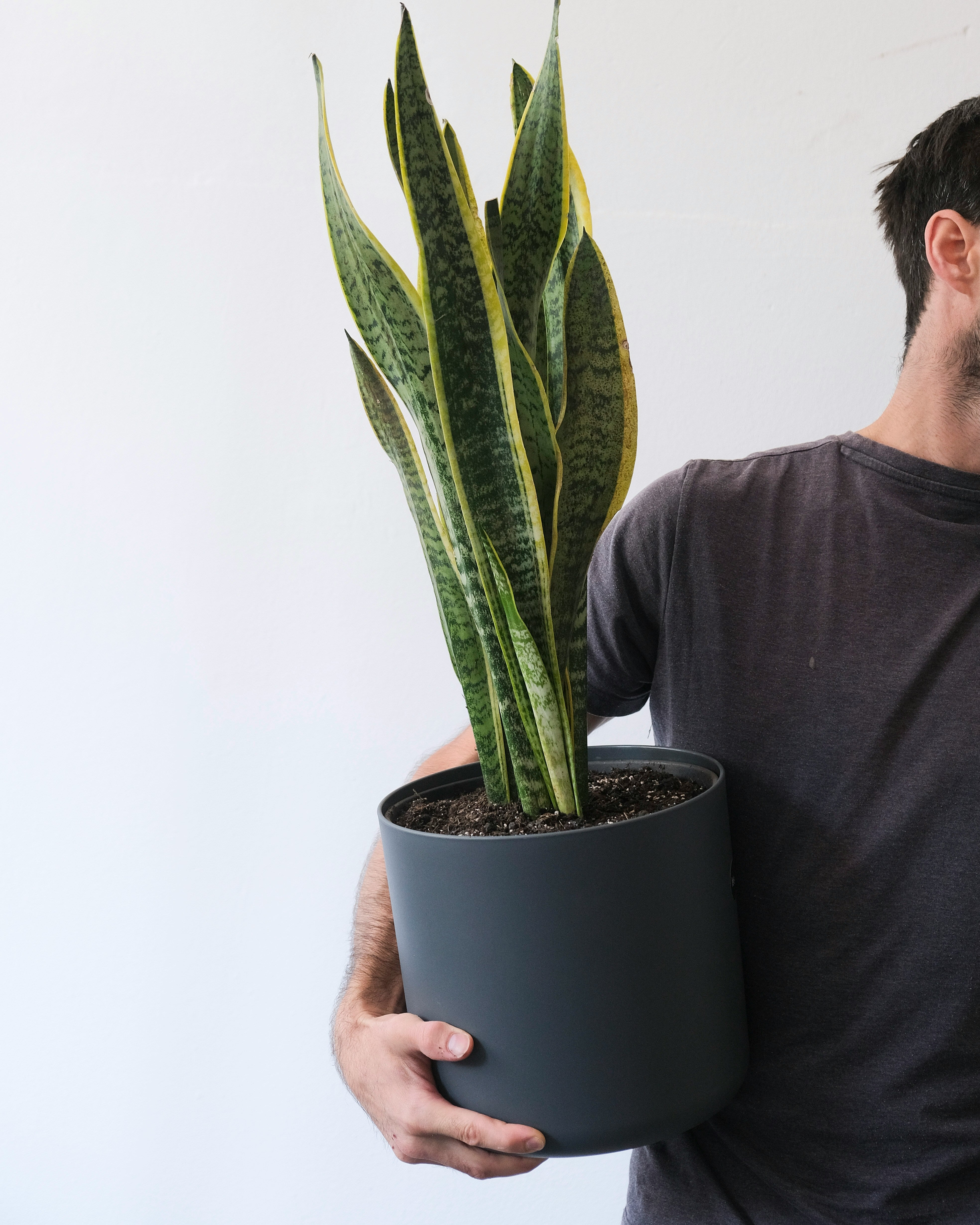 Snake Plant - Sansevieria