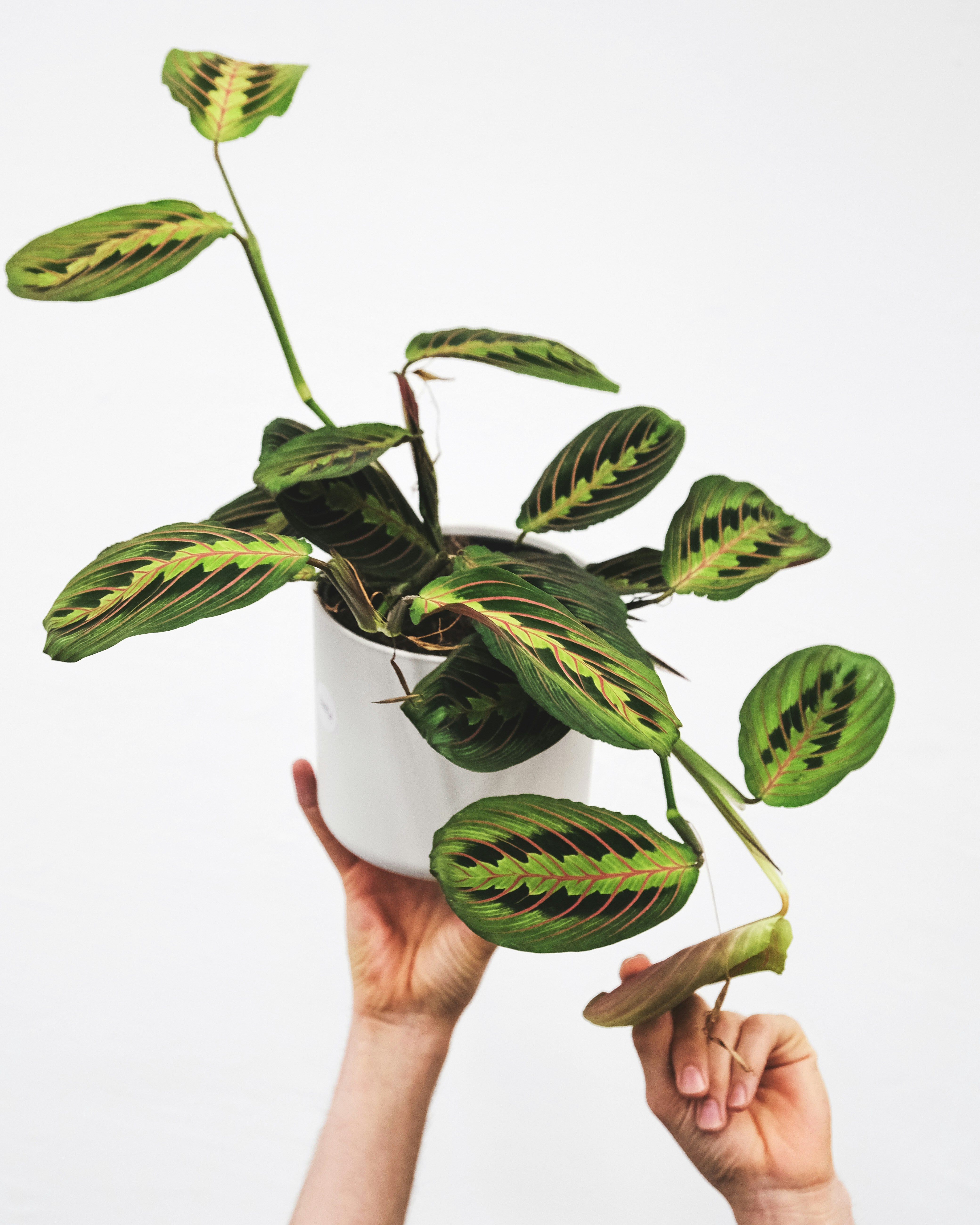 Maranta - Prayer Plant