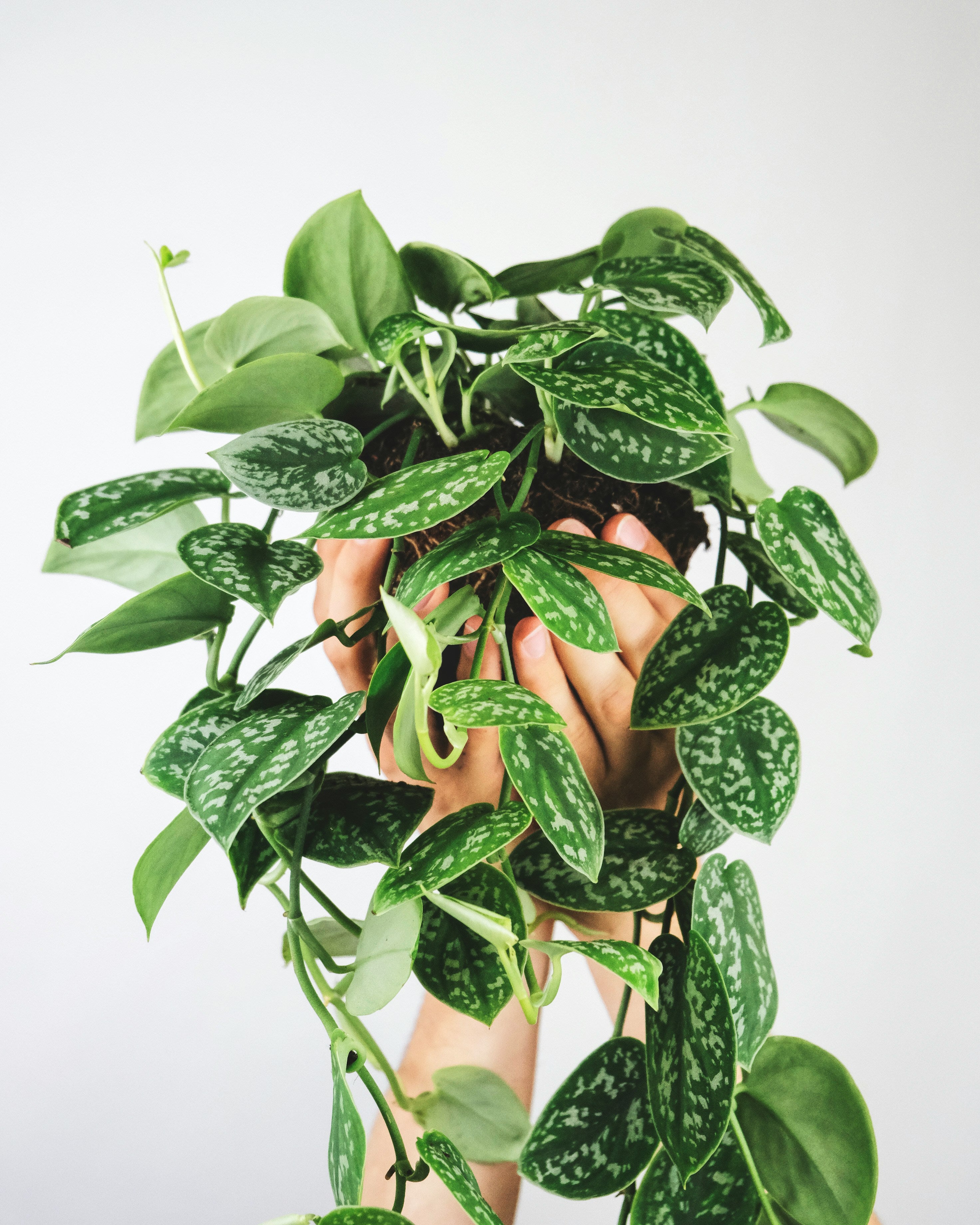 Pothos