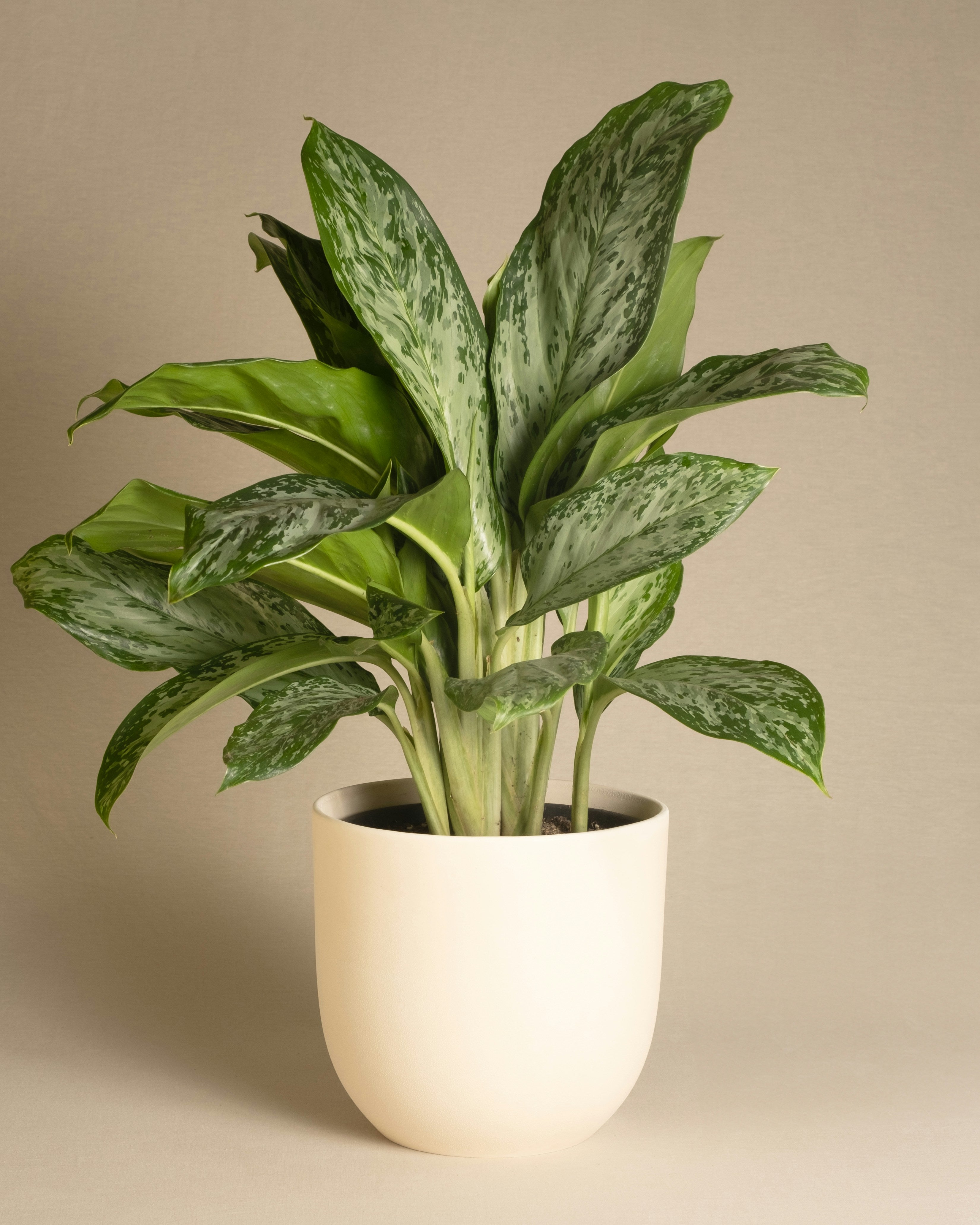 Aglaonema