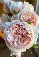 Garden Rose