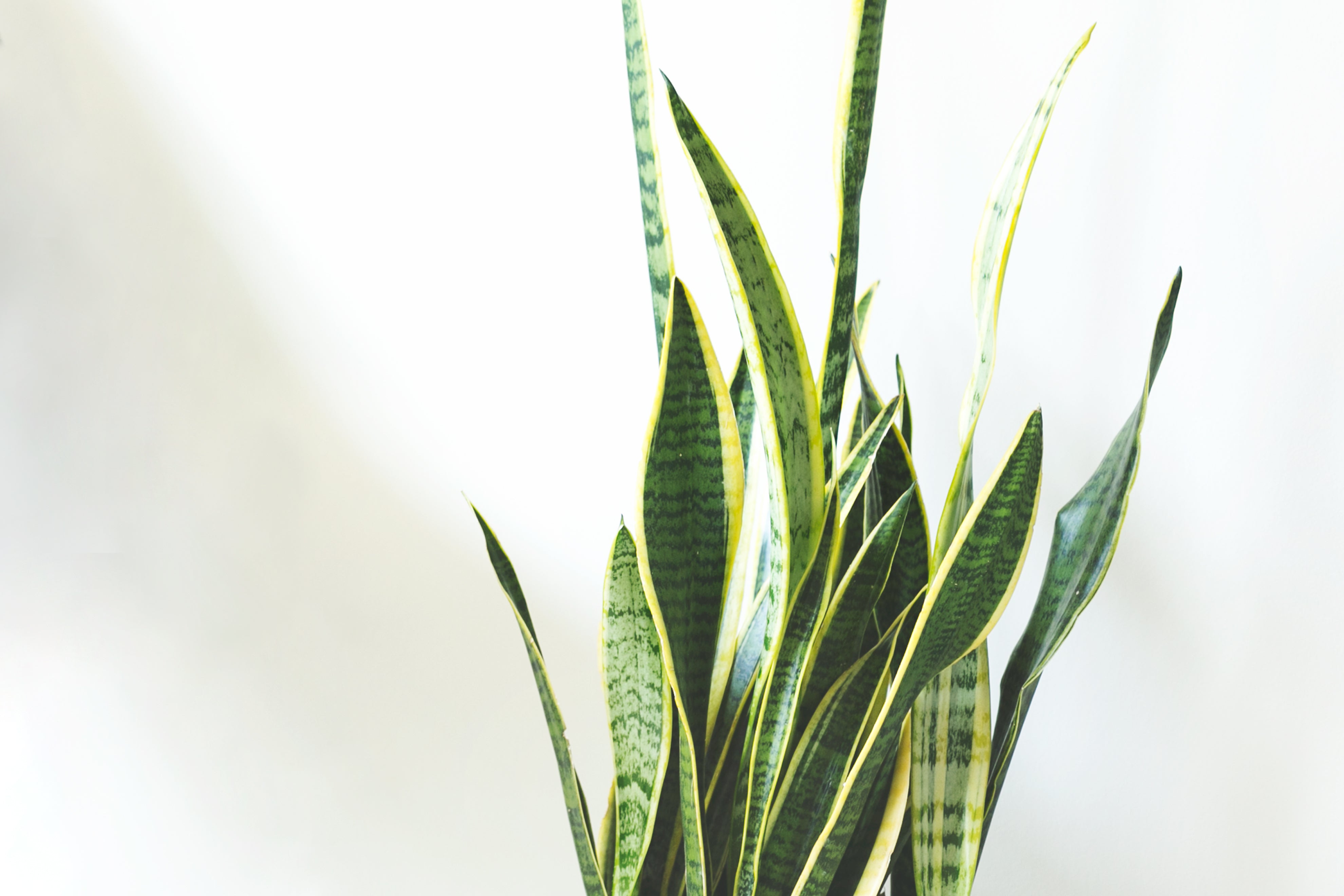 Nysa Botanica