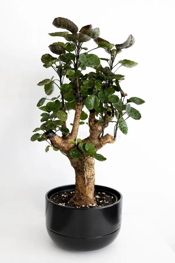 Aralia Fabian Stump