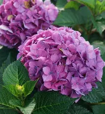 Hydrangea