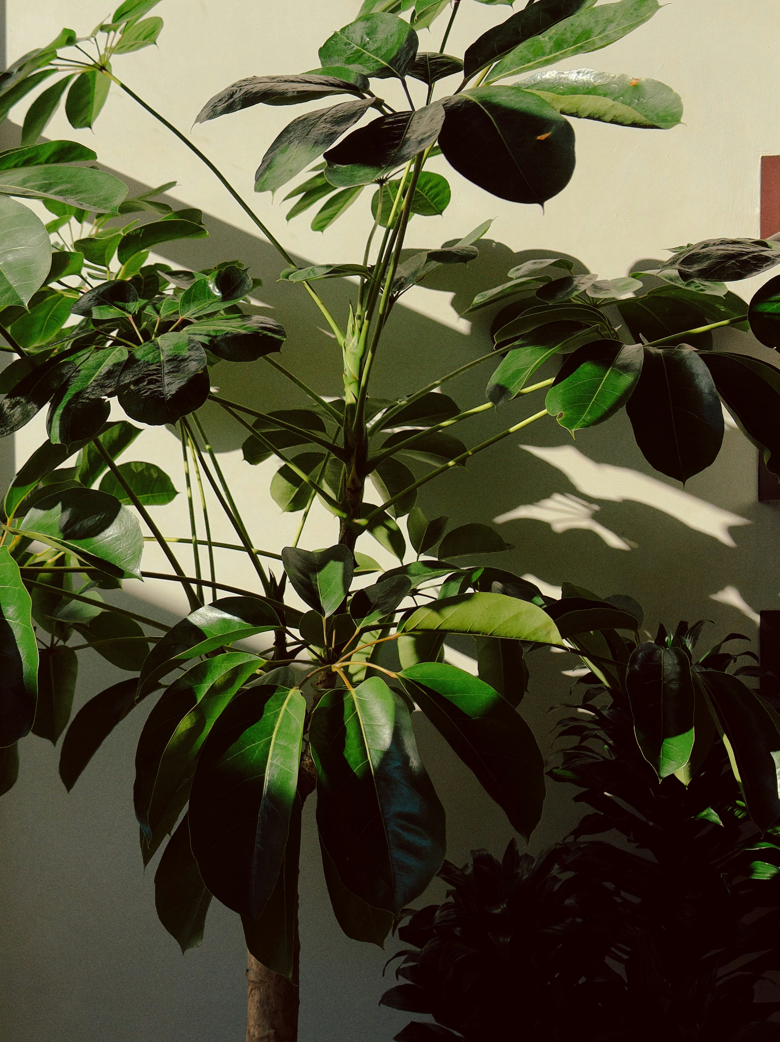 Umbrella Tree