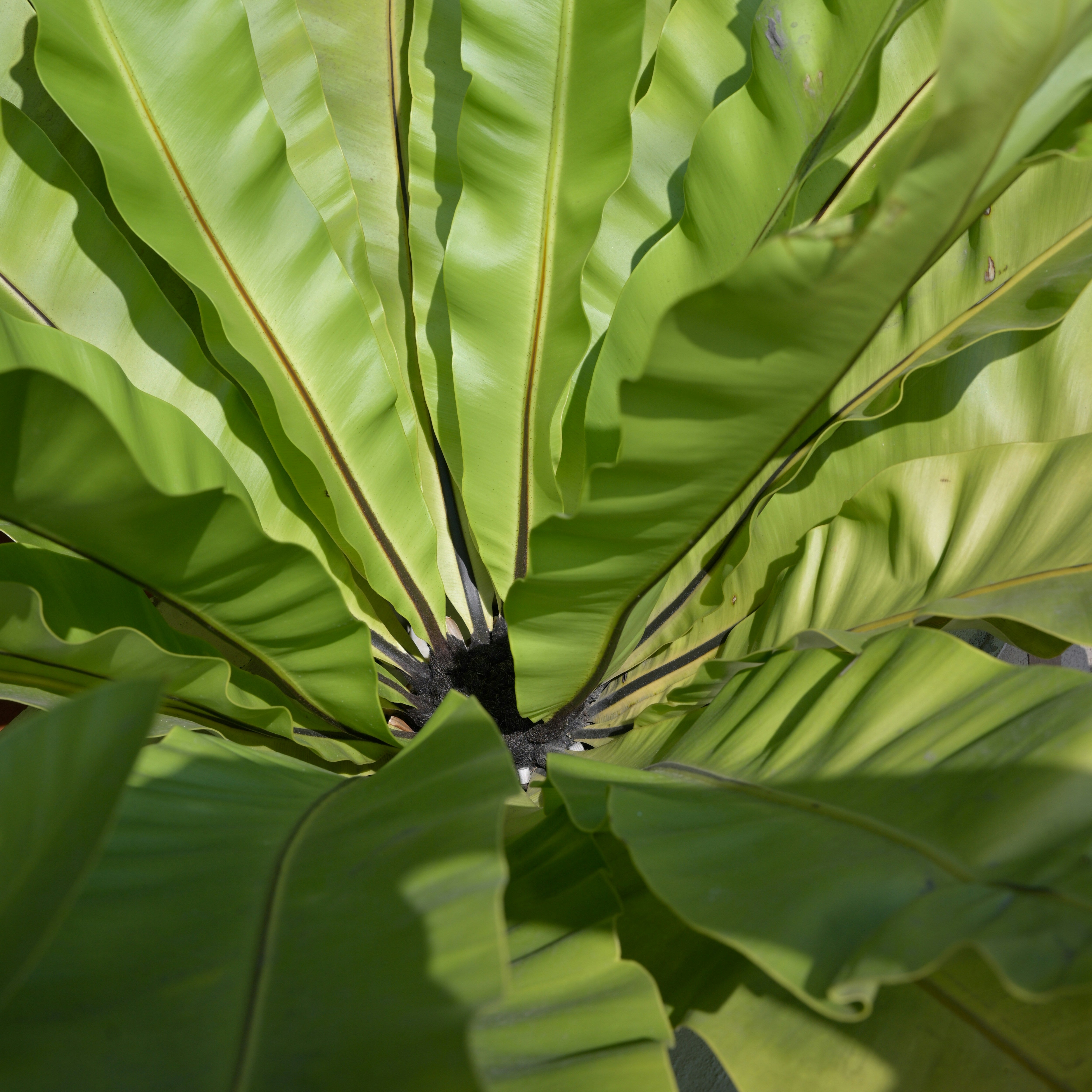 Bird's Nest Fern