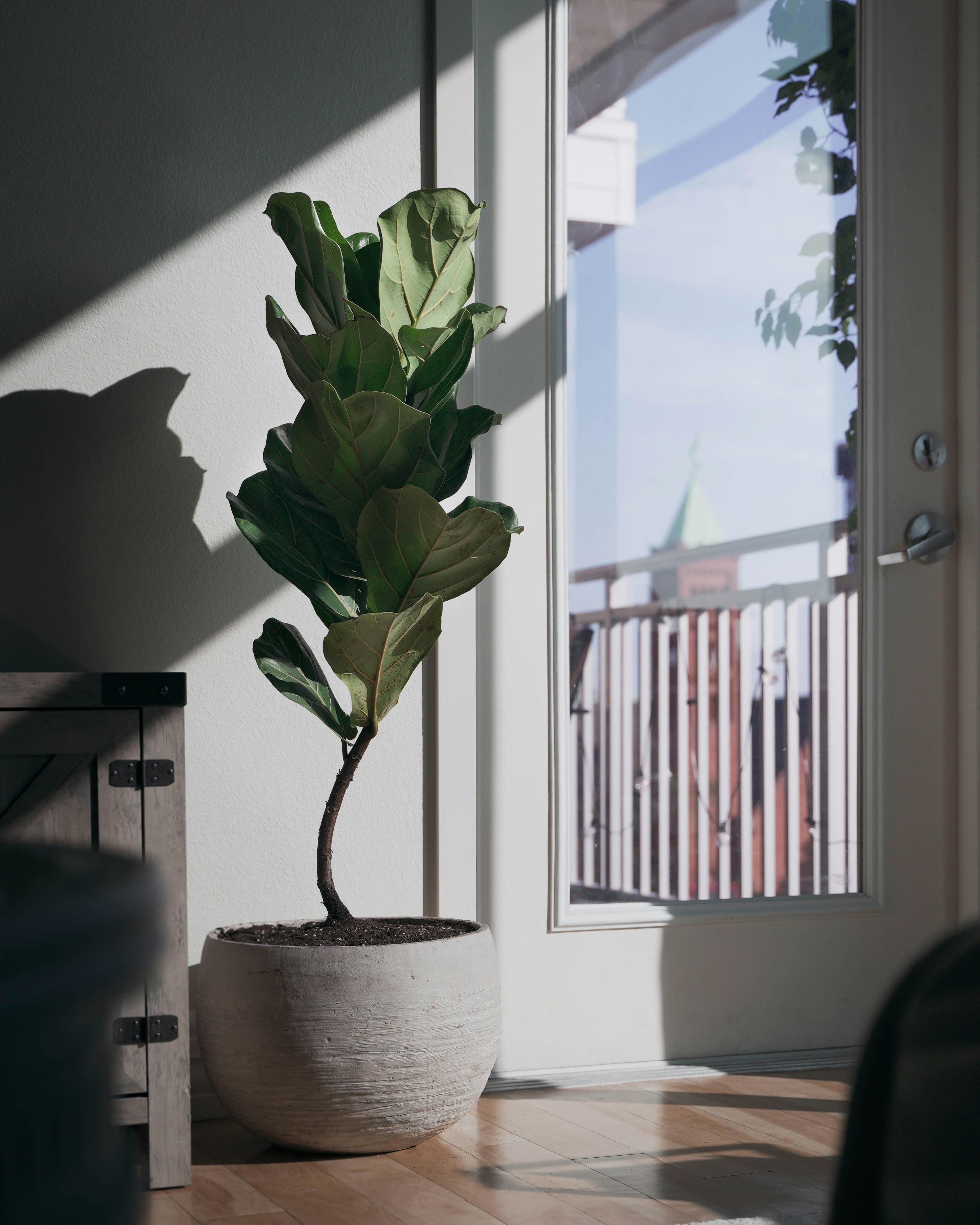 Fiddle Leaf Fig Tree