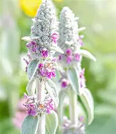 Lamb's Ear