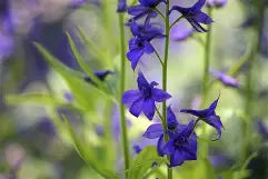 Larkspur