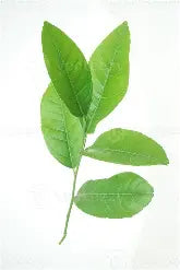 Lemon Leaf - Greenery
