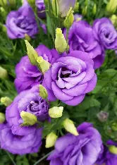 Lisianthus