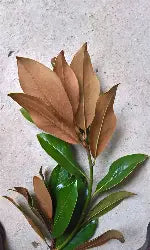 Magnolia Branches - Greenery