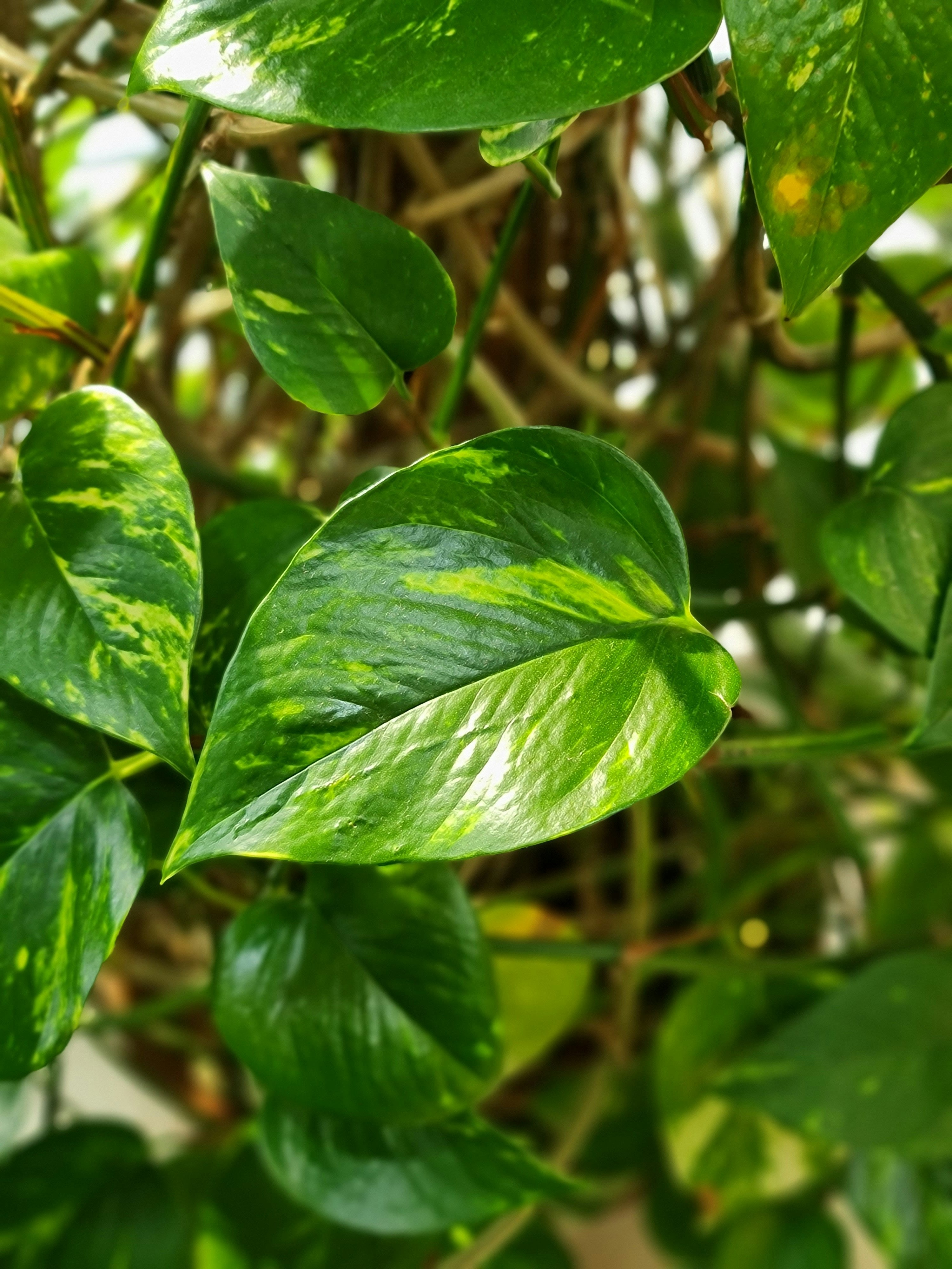 Pothos - Hawaiian