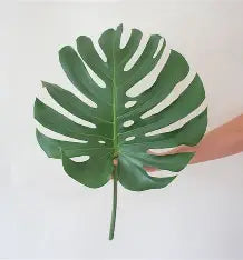 Monstera - Greenery