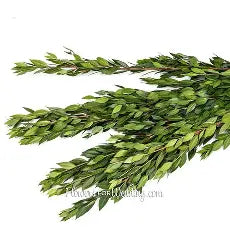 Myrtle - Greenery