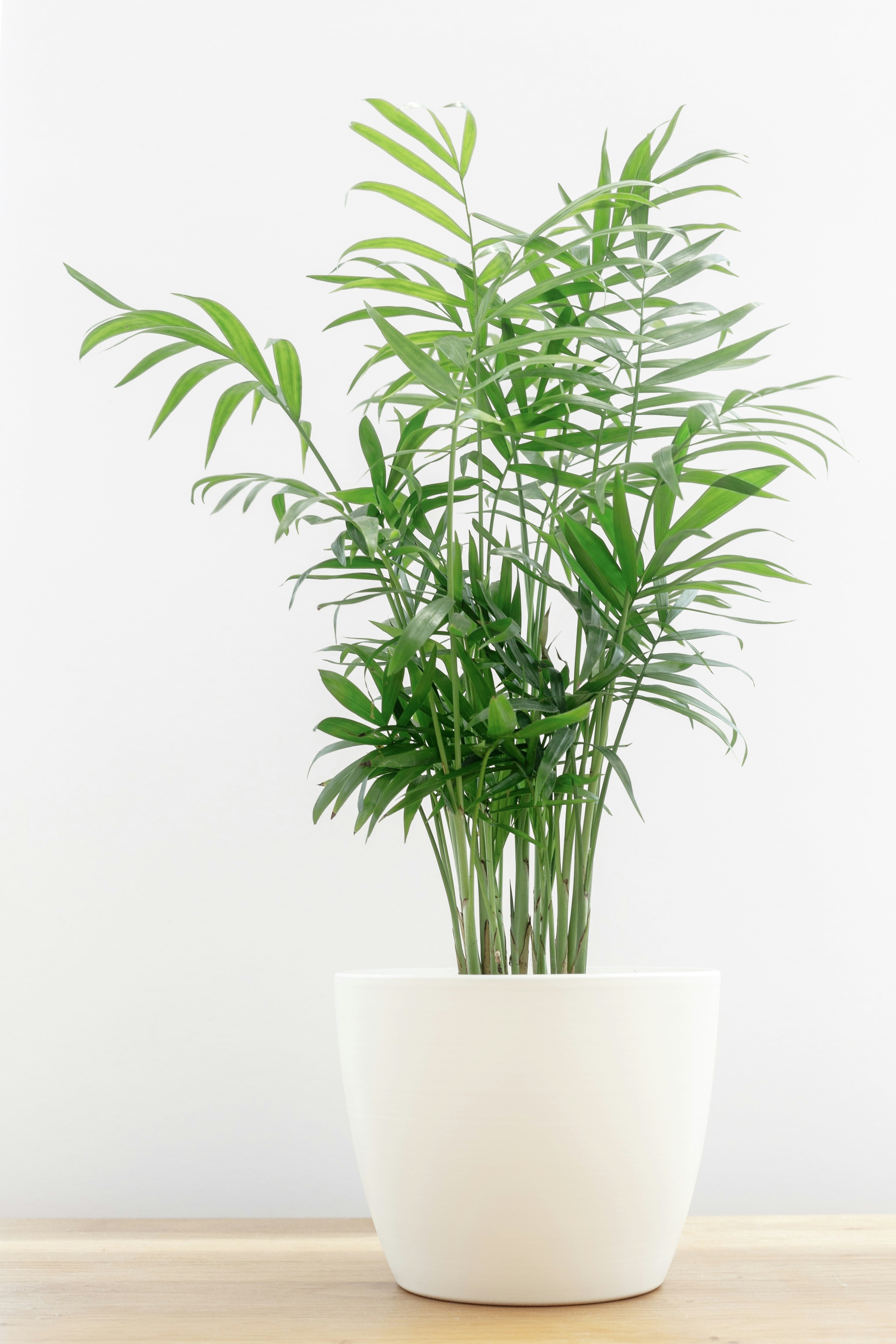 Palm