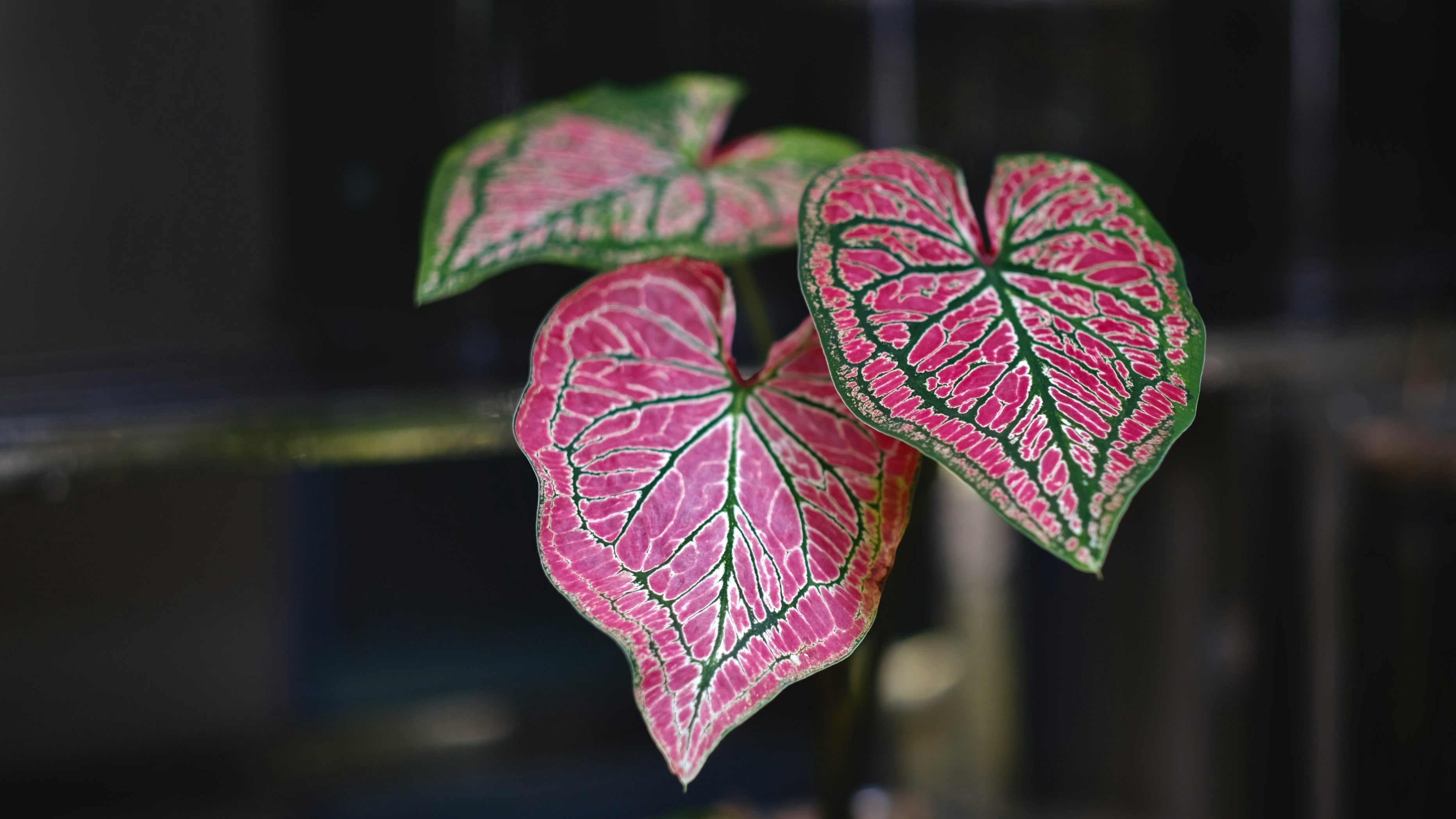Caladium