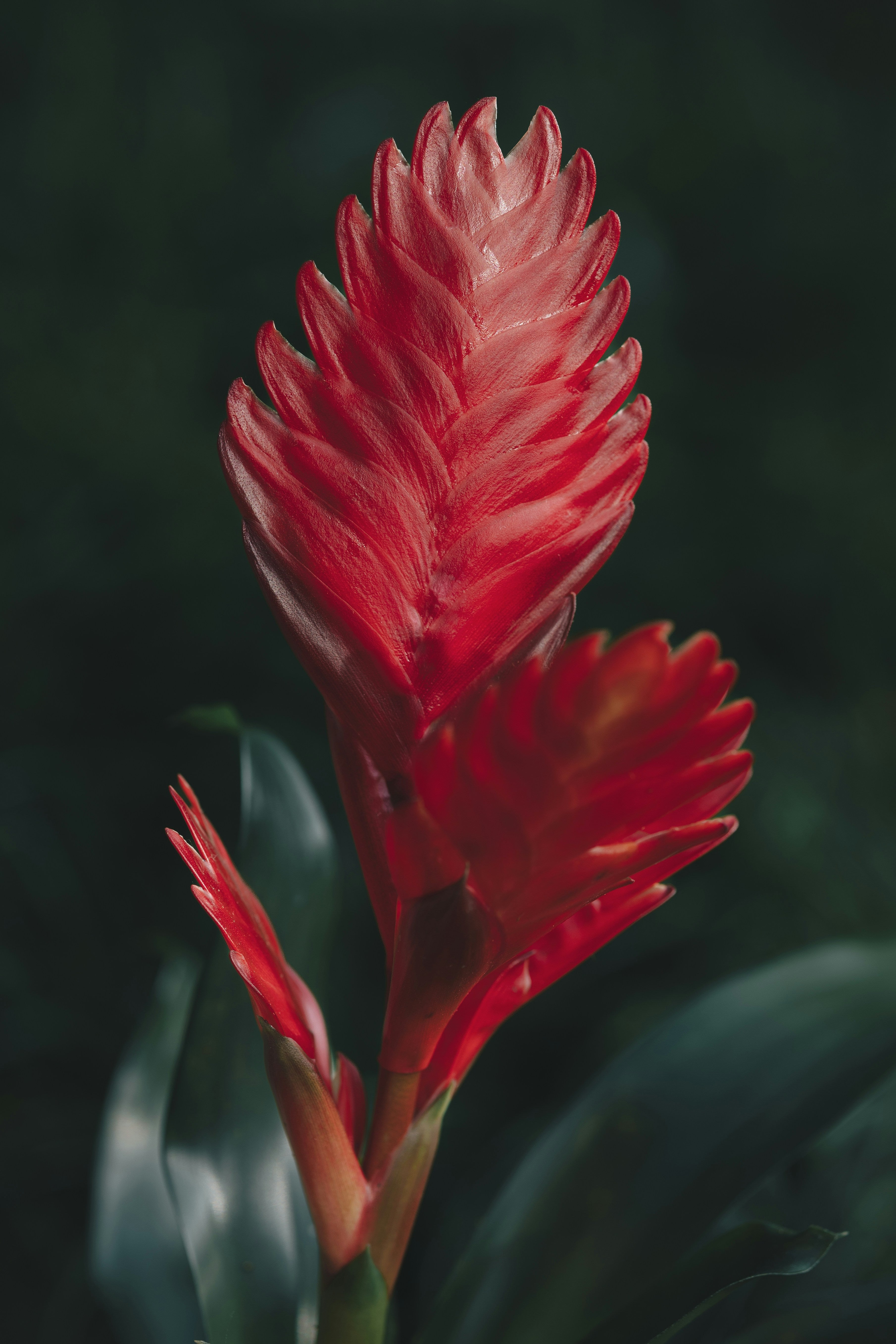 Bromeliad