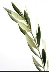Olive Branch - Greenery