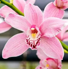 Orchid - Cut