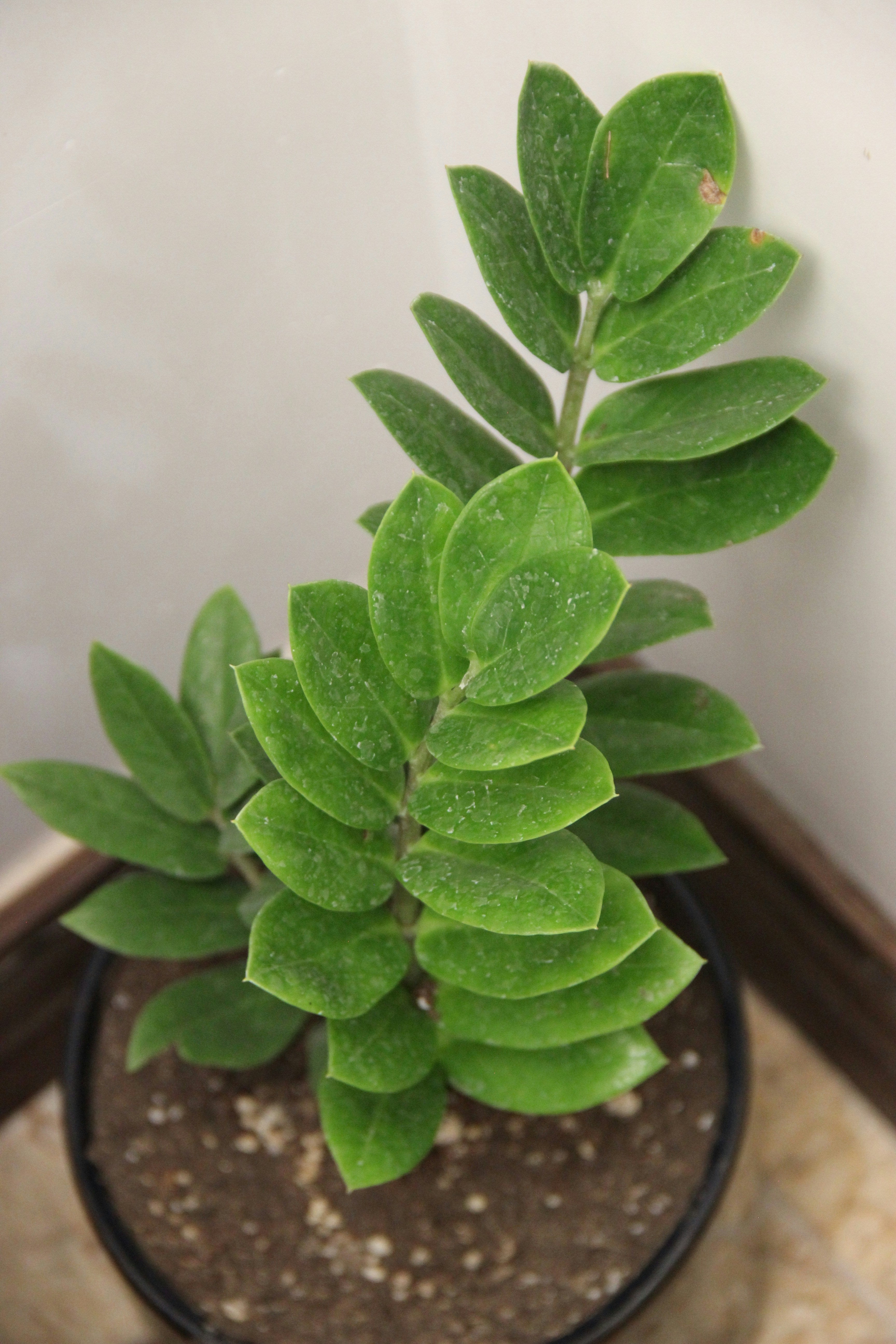 ZZ Plant