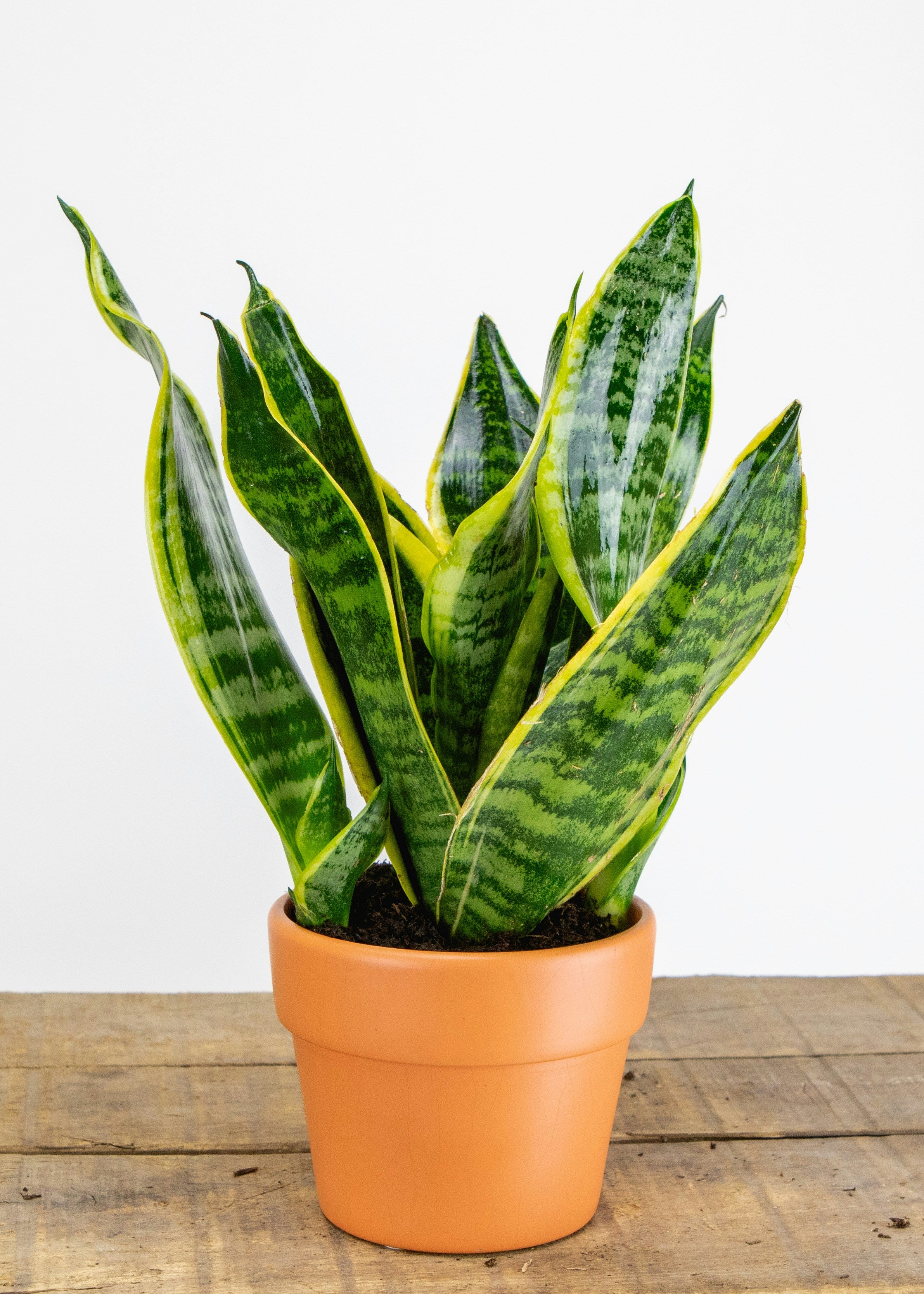 Dwarf Snake Plant