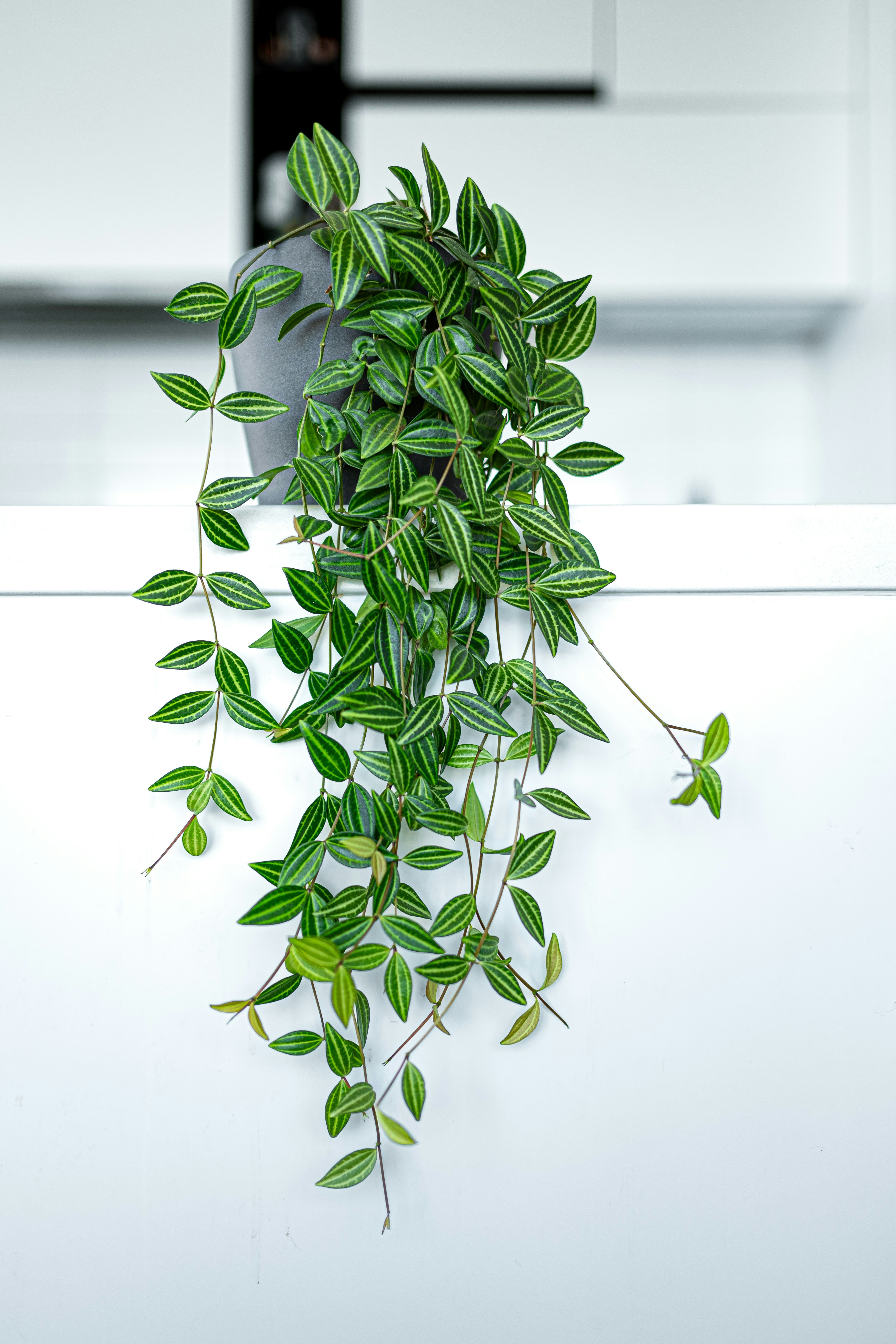 Peperomia