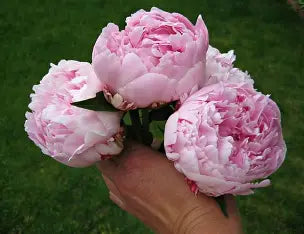 Peony