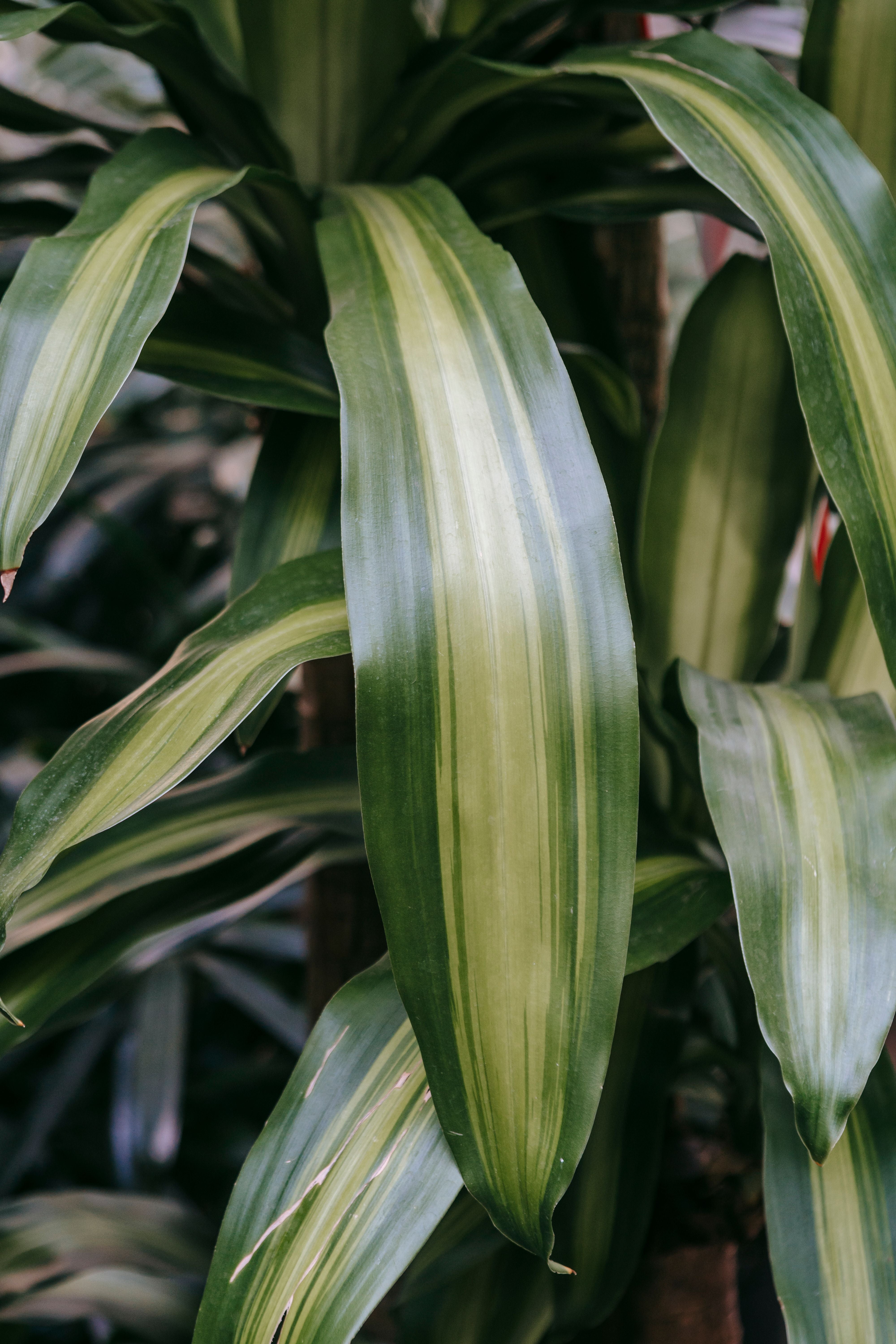 Dracaena
