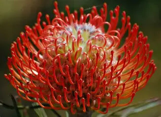Pincushion