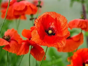 Poppy