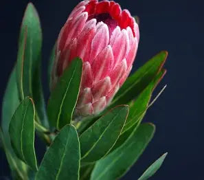 Protea - Small