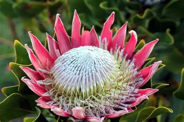Protea - Large
