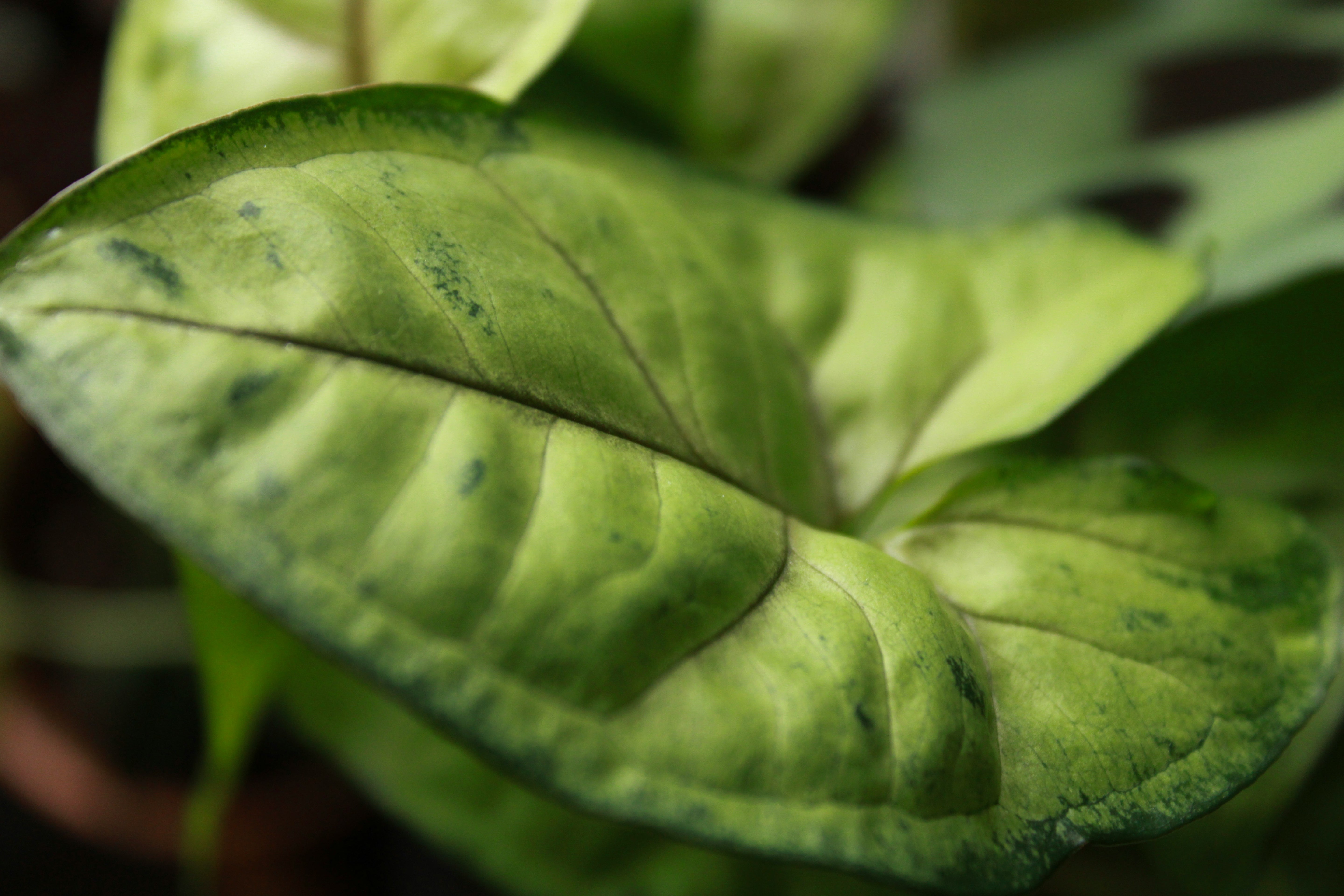 Arrowhead Plant - Syngonium