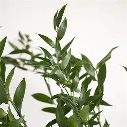 Ruscus - Greenery