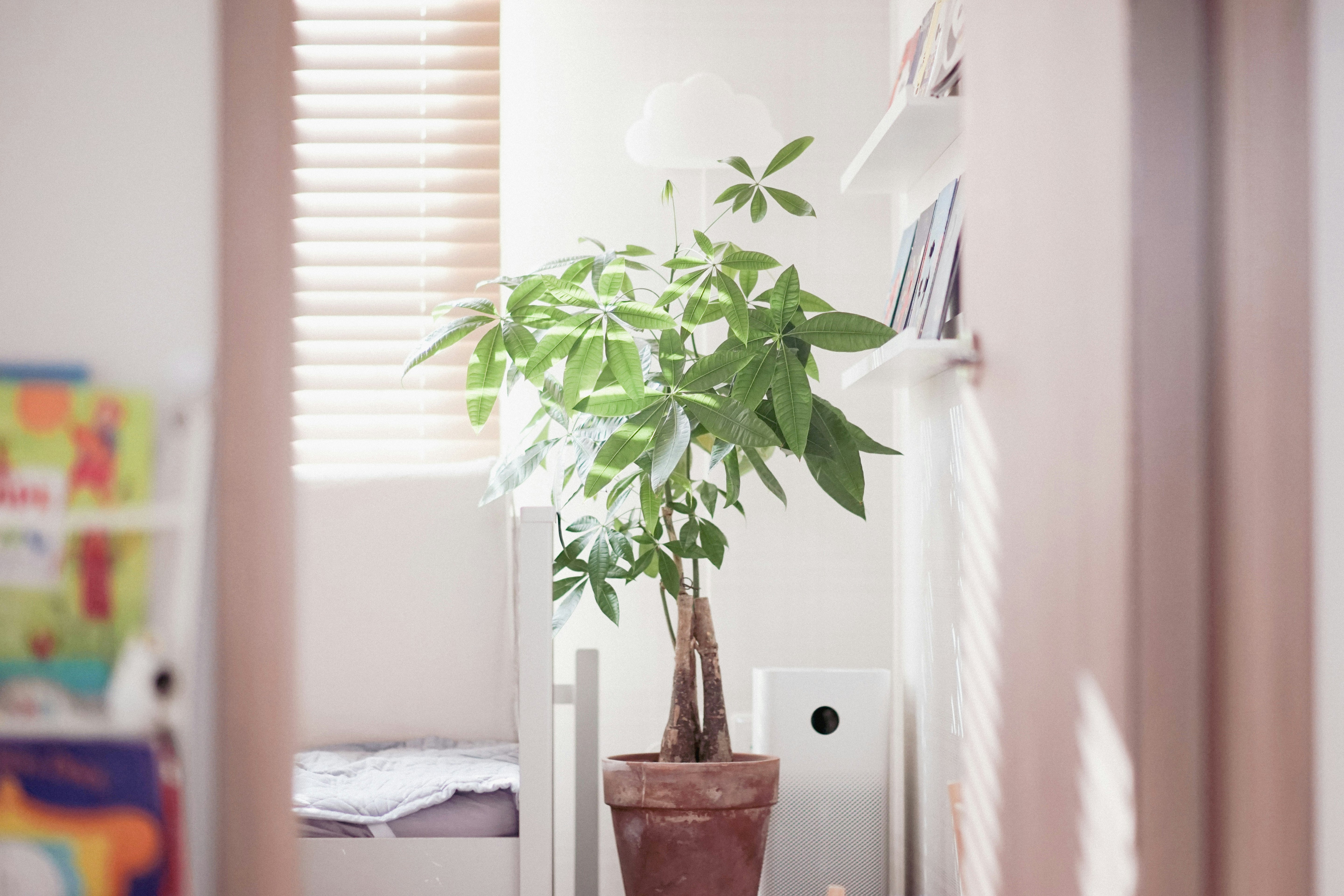 Money Tree