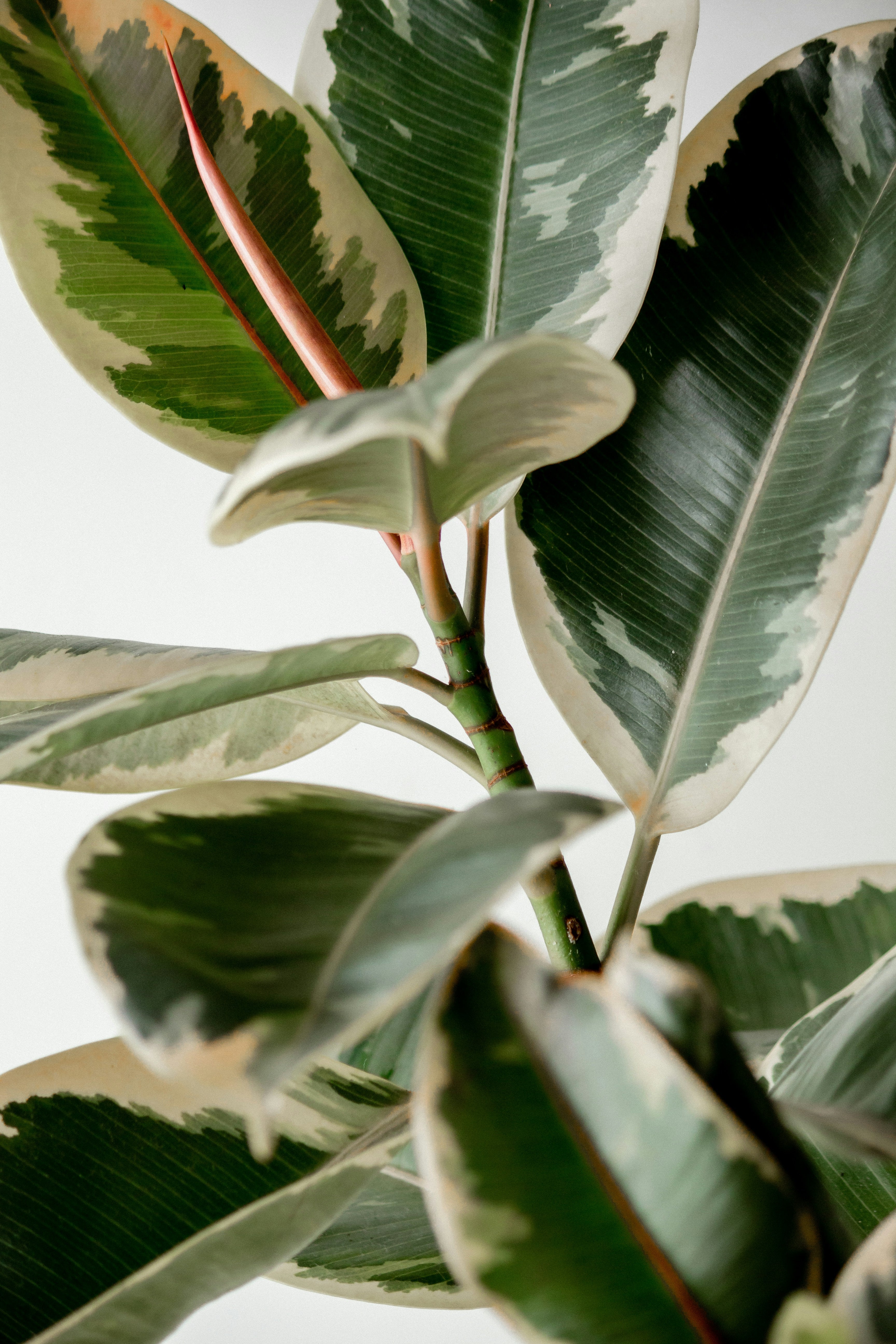 Rubber Tree - Ficus Elastica