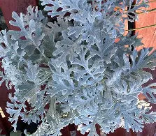 Silver Ragwort/ Dusty Miller - Greenery
