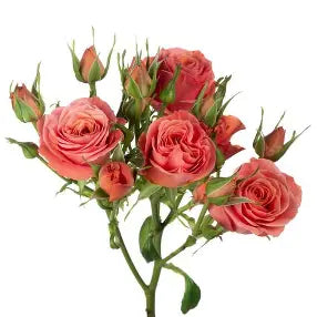 Spray Rose