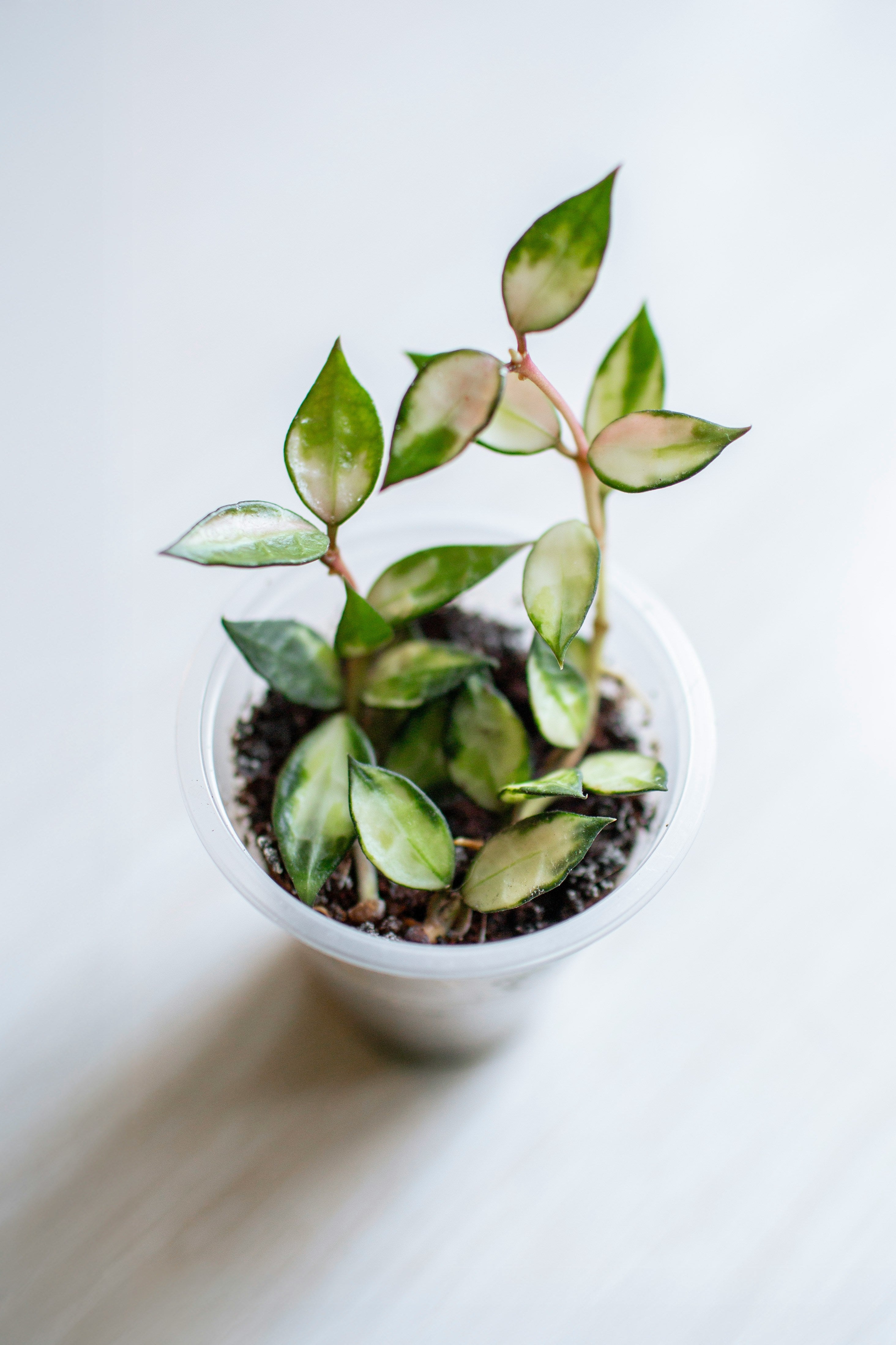 Hoya