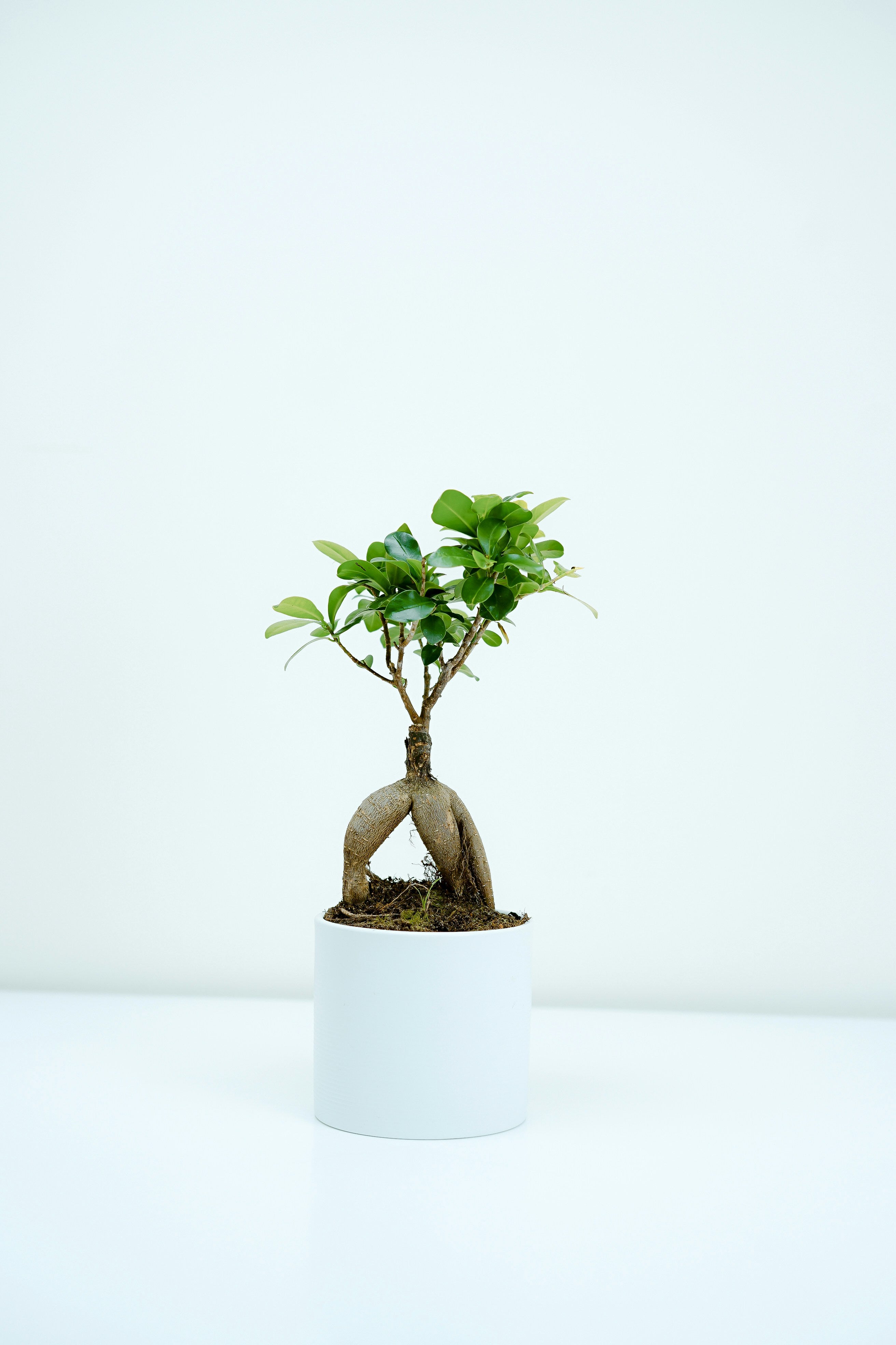 Bonsai