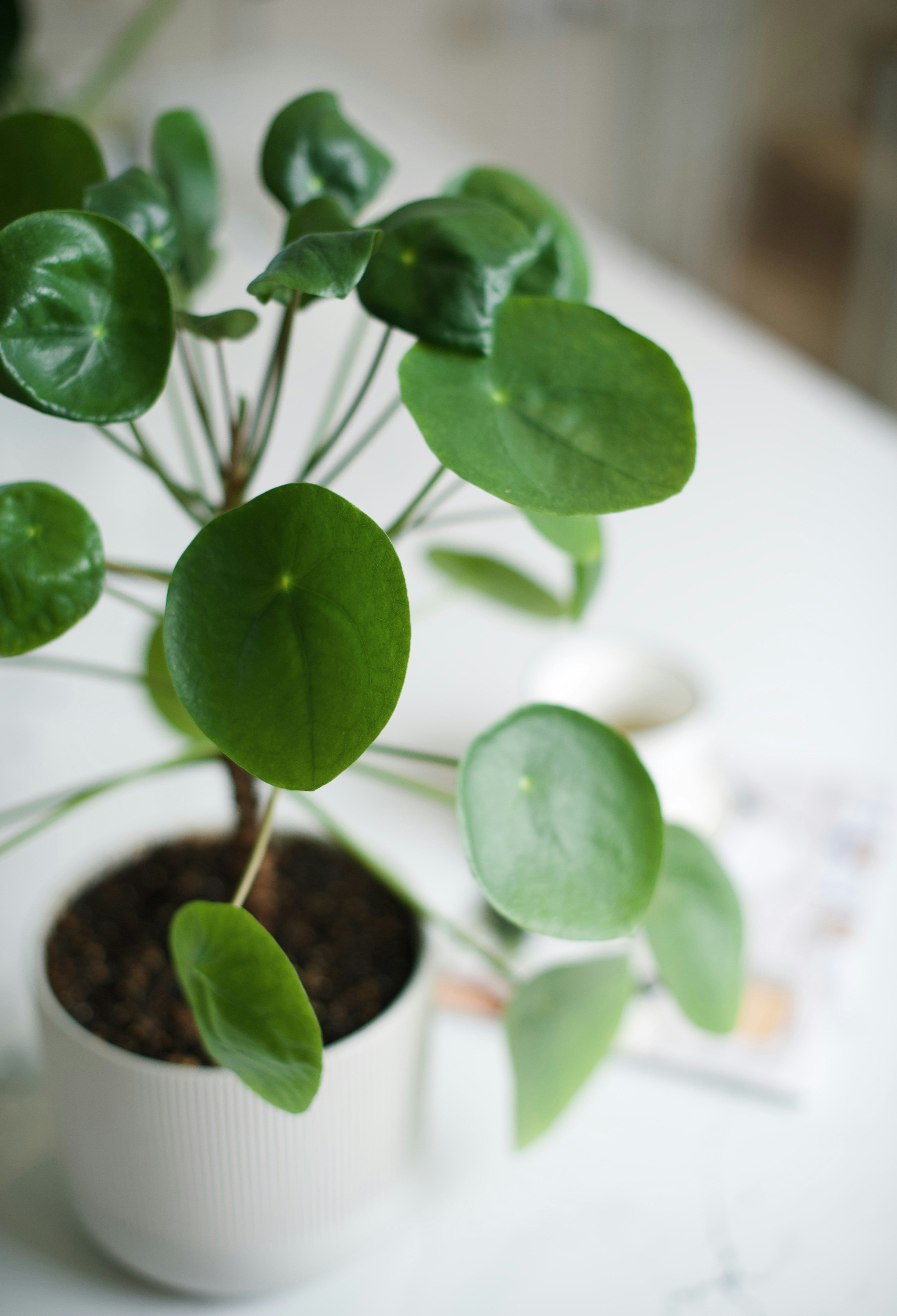 Chinese Money Plant - (Pilea Peperomioides)