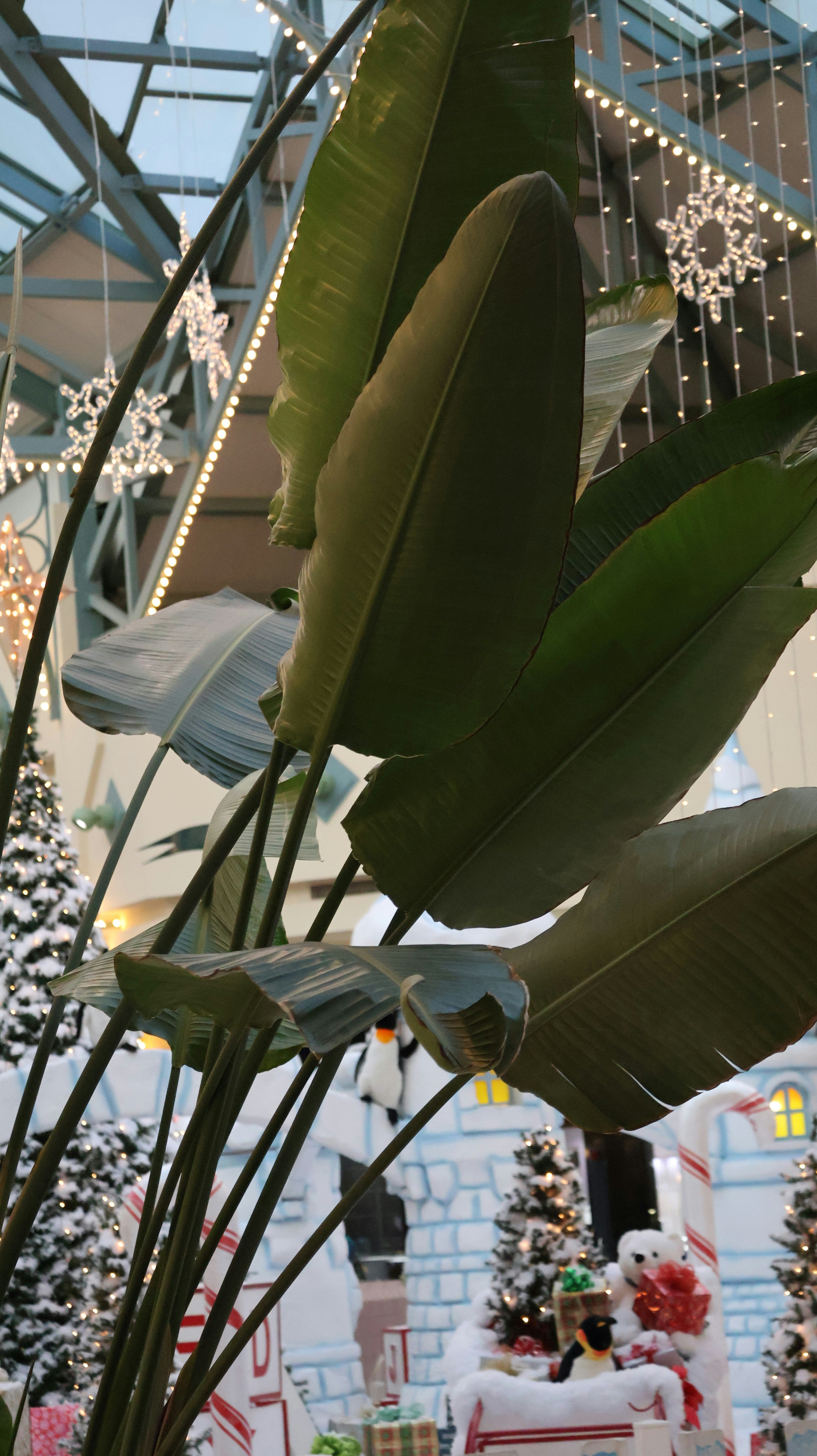 Bird of Paradise