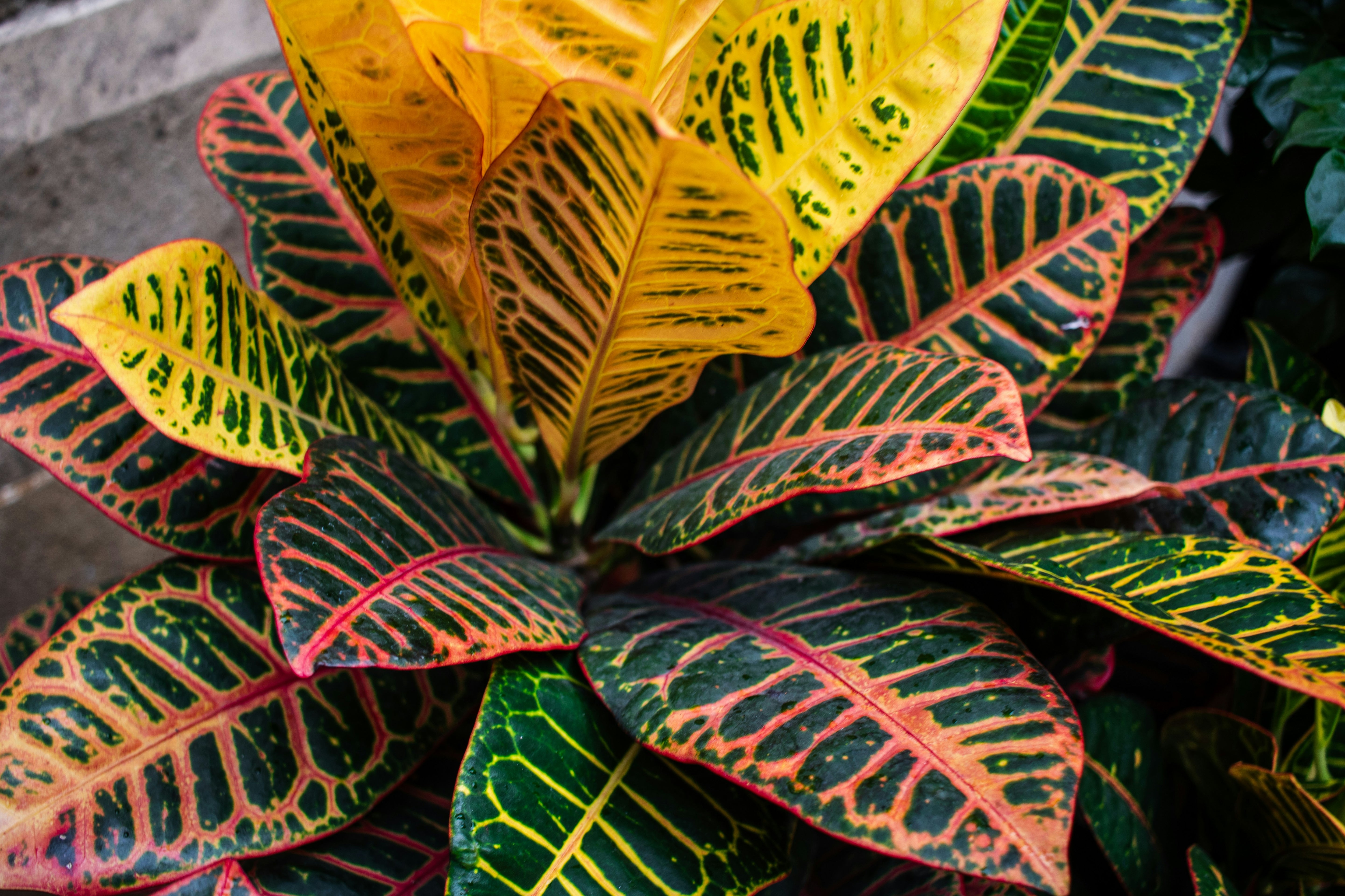 Croton Plant
